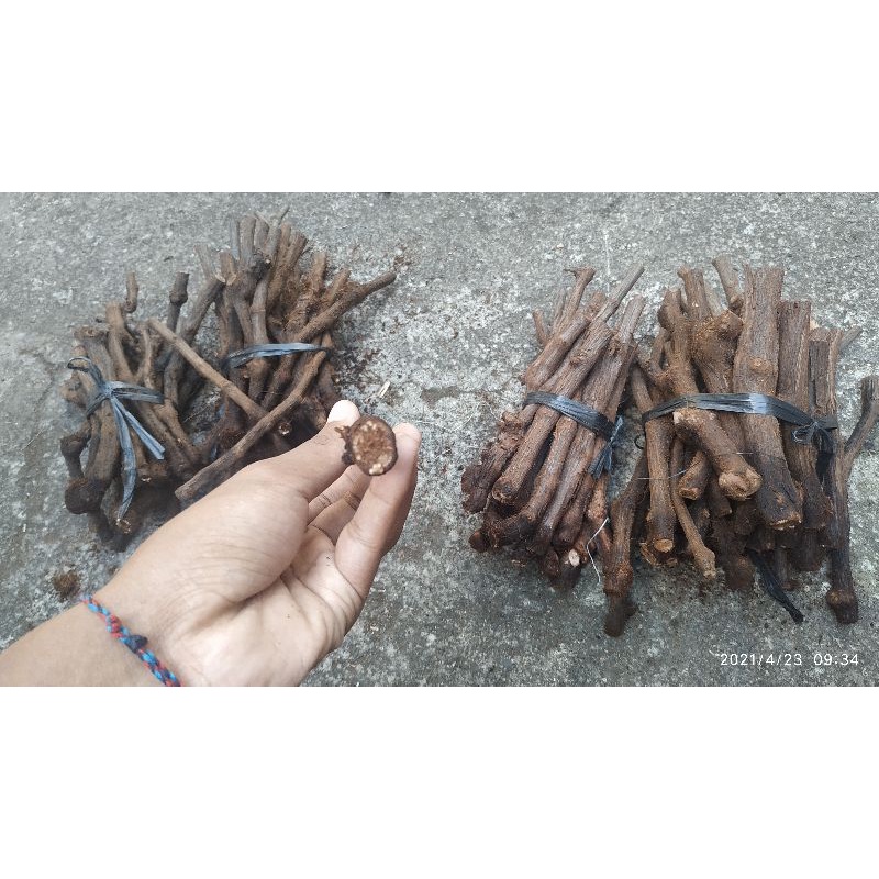 Cutting anggur jenis alfonso kalus