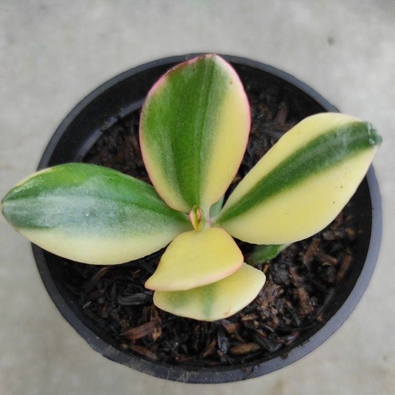 Sukulen Jade Plant Variegated