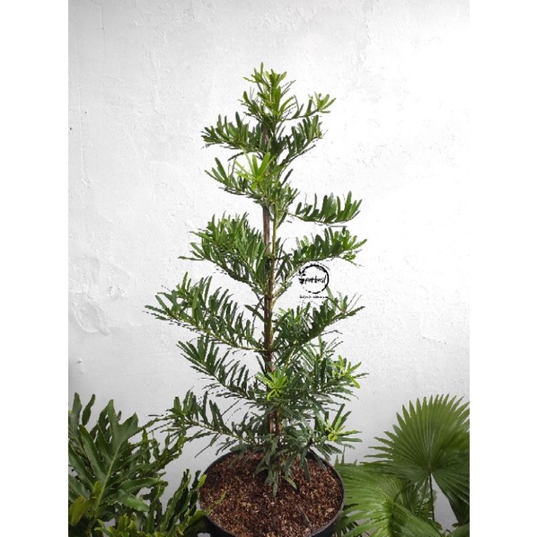 Pohon Lohansung / Lohansung