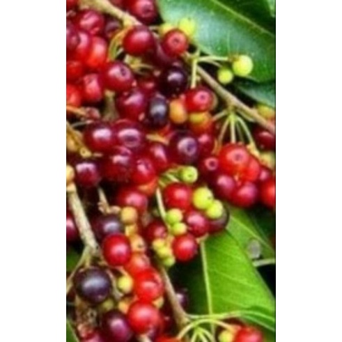 (10 biji) benih biji daun salam bumbu masak