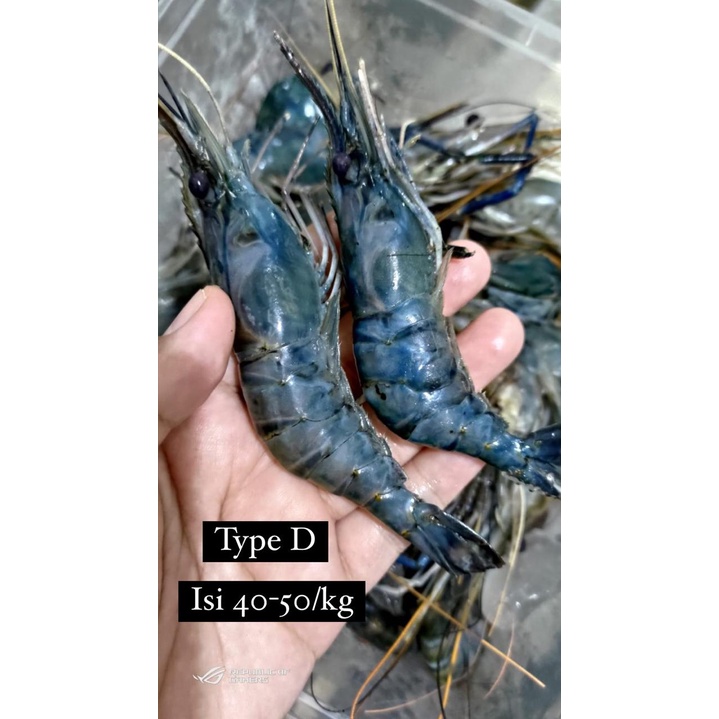 

UDANG GALAH FRESH SIZE D (1KG = 40-50 PCS)