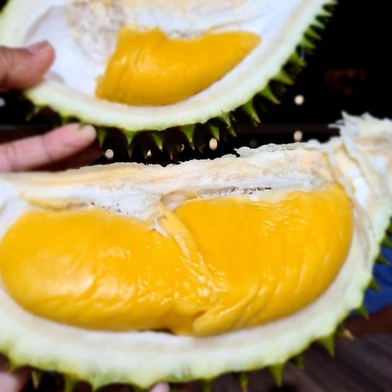 Tanaman durian musangking okulasi free pupuk NPK