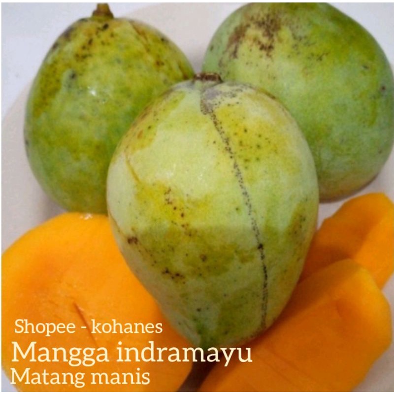 

MANGGA INDRAMAYU MATANG MANIS