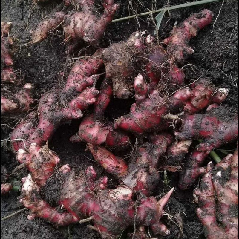 

Jahe Merah / Jahe Rimpang / Jahe Segar / Jahe Lokal Fresh Murah SE Indonesia