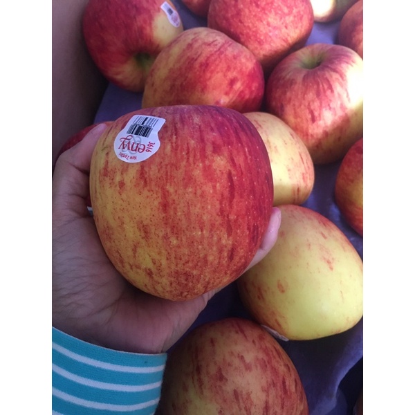 

Apel Envy, Apel Manis New Zealand 1kg