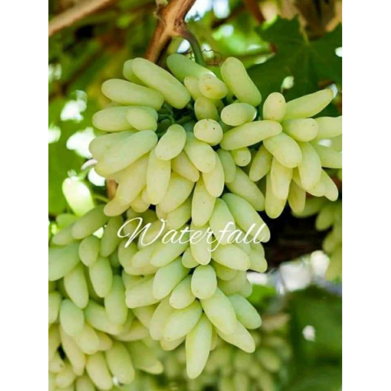 Entres Waterfall/ ifg 29