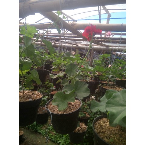 Bunga Geranium gantung Merah tanaman hias