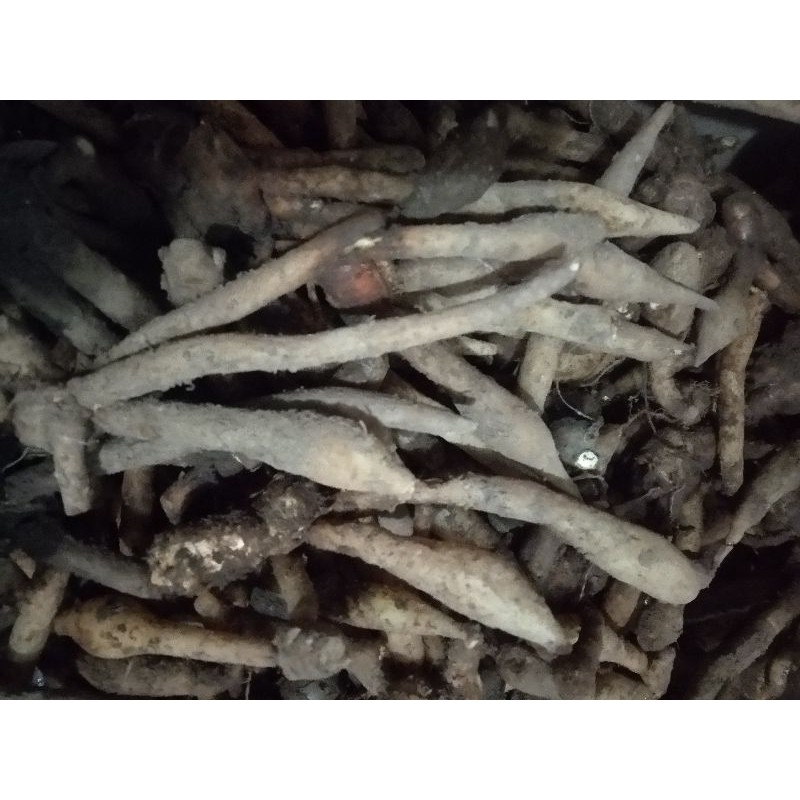 

Temukunci segar 1kg