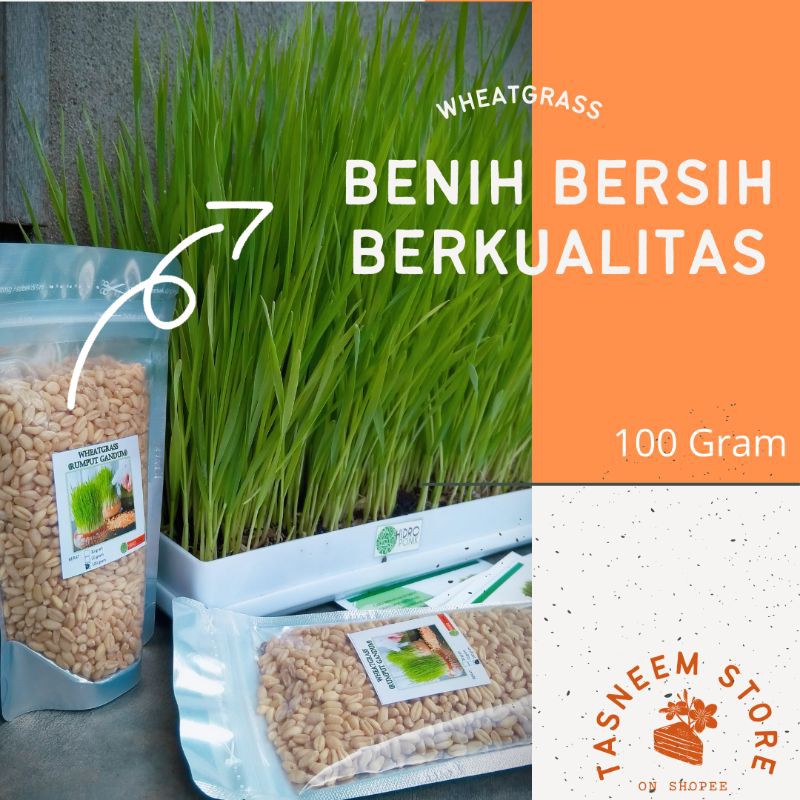 (100gram) BENIH WHEATGRASS Rumput Gandum Rumput Kucing