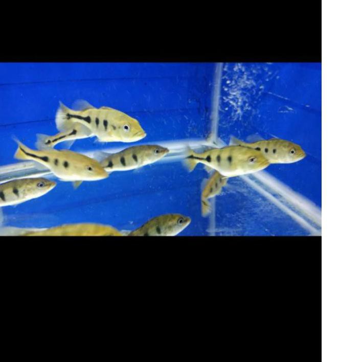 Jangan Ragu Order ✤ Pbass Mono 5-7cm*