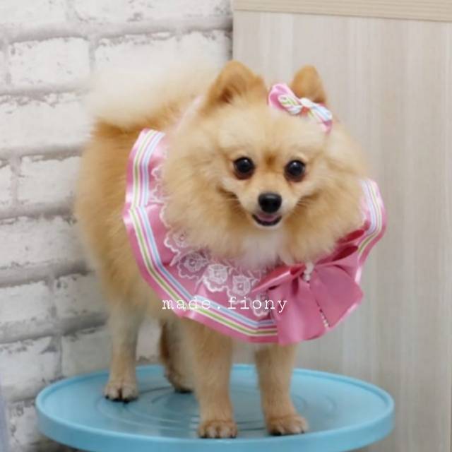 Jual baju anjing model korea /anjing pom mini/bisa buat kucing juga /bahan satin