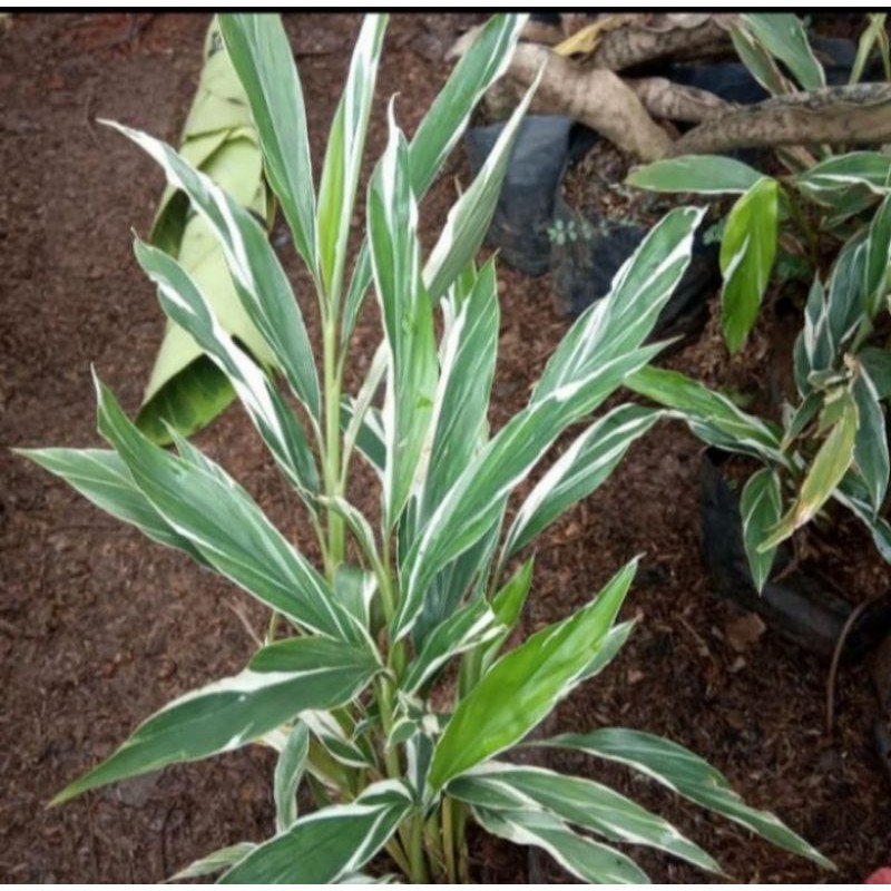 Tanaman hias onje variegata