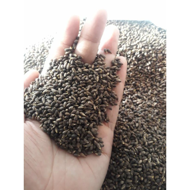 Biji Balsa Jawa / balsa putih