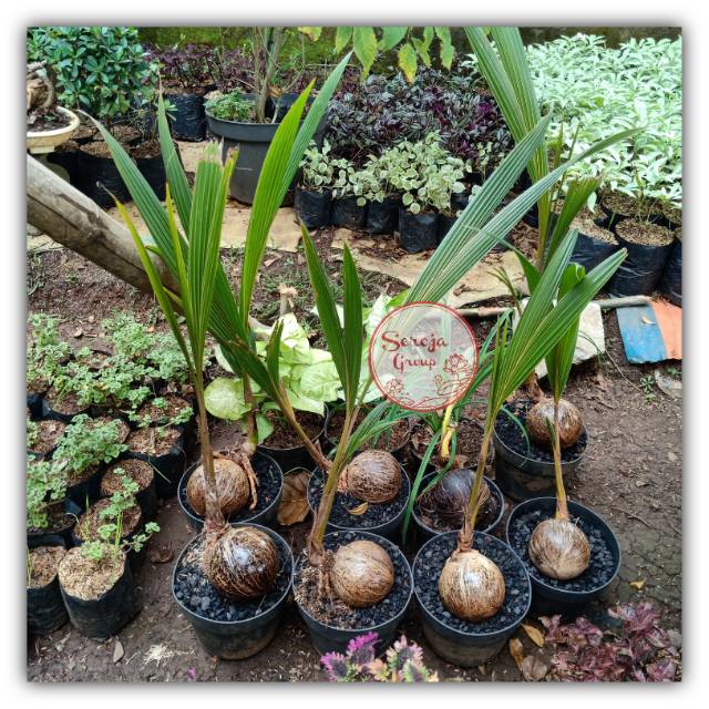 Bonsai Pohon Kelapa Kuning