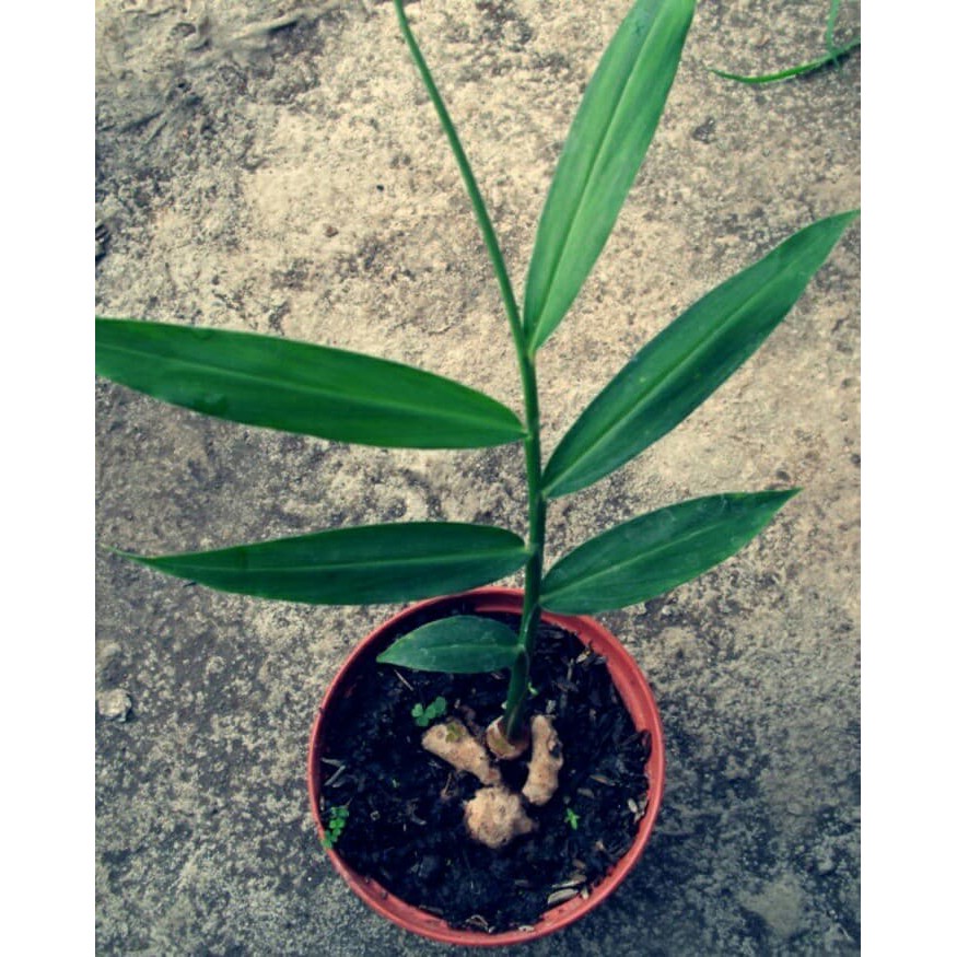 

tanaman herbal jahe merah
