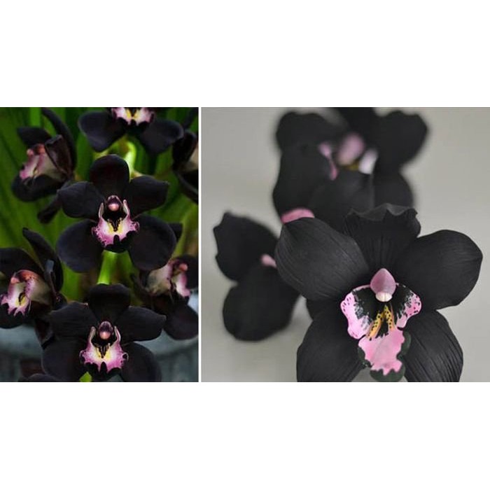 Biji Bunga Anggrek Hitam - Bibit Pohon Bunga Anggrek Hitam - Bunga Anggrek Hitam - COD