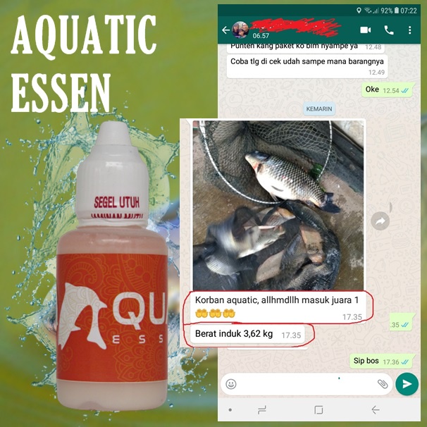 Aquatic Essen Ikan Mas Galatama Indukan Babon Terbaik Dijamin Menang Banyak