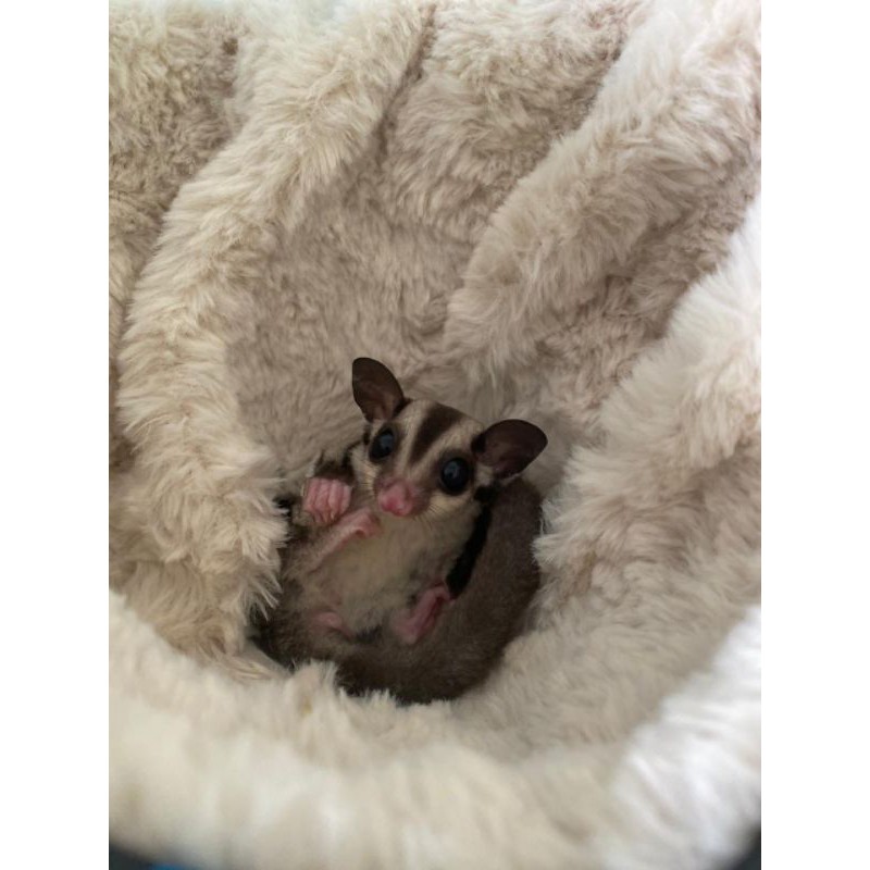 sugar glider CG het albino
