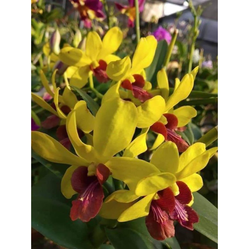dendrobium dewasa pasca bunga
