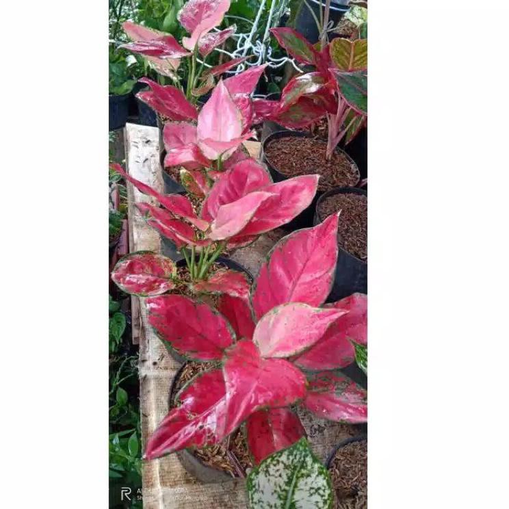 Baru Update  bongol aglonema red anjani/red anjamani