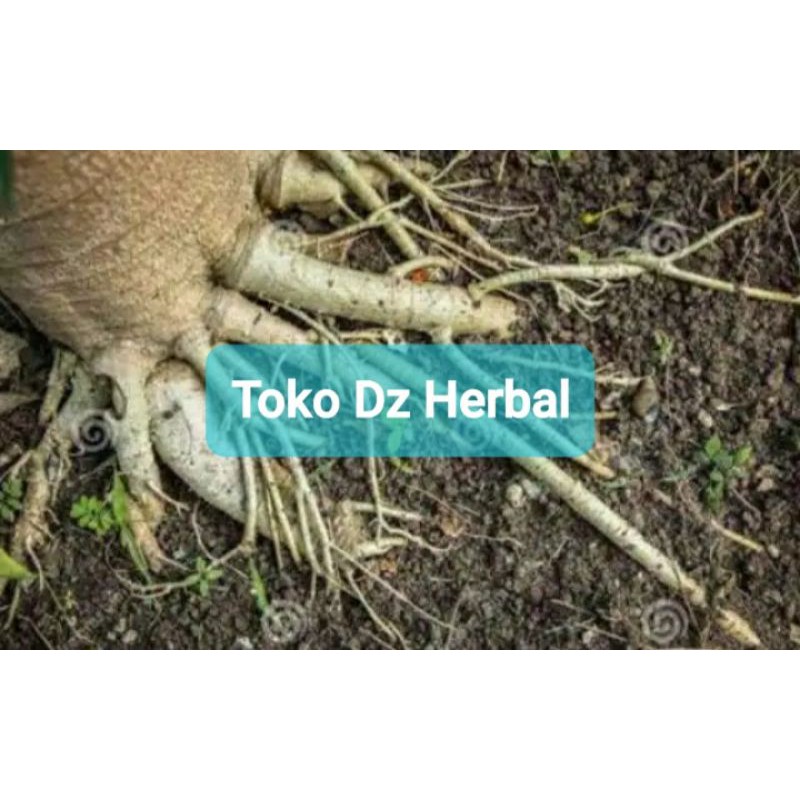 

Akar pepaya segar fresh 1 kg organik-az