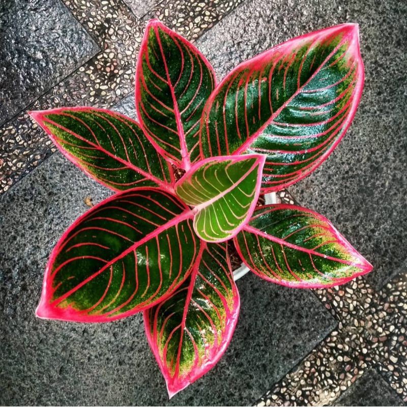 PROMO Tanaman Aglonema Lipstik Siam Aurora Merah Tumbuhan Hias Aglaonema Lipstick Daun Sri Rejeki Bu