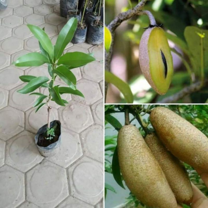 bibit buah sawo mentimun