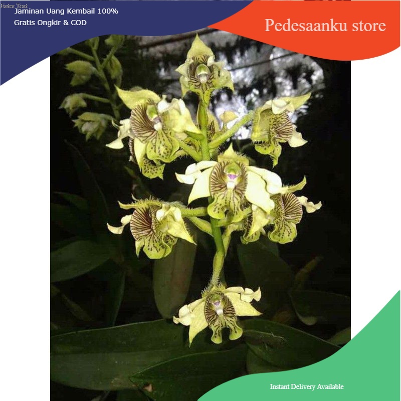 Bibit Anggrek spesies Dendrobium macrophyllum - anggrek jambrut katulistiwa asli jawa