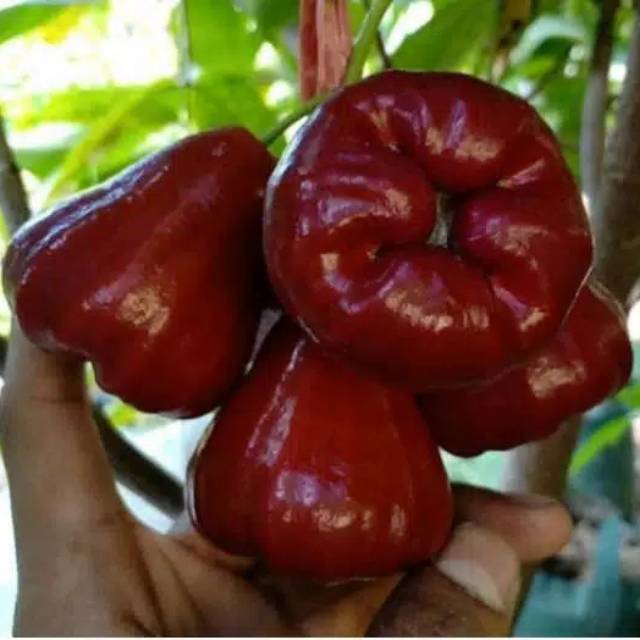 Bibit Jambu Air Citra Cepat Berbuah