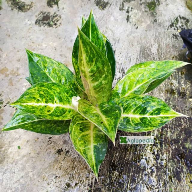 Aglonema Claudia - Aglopedia