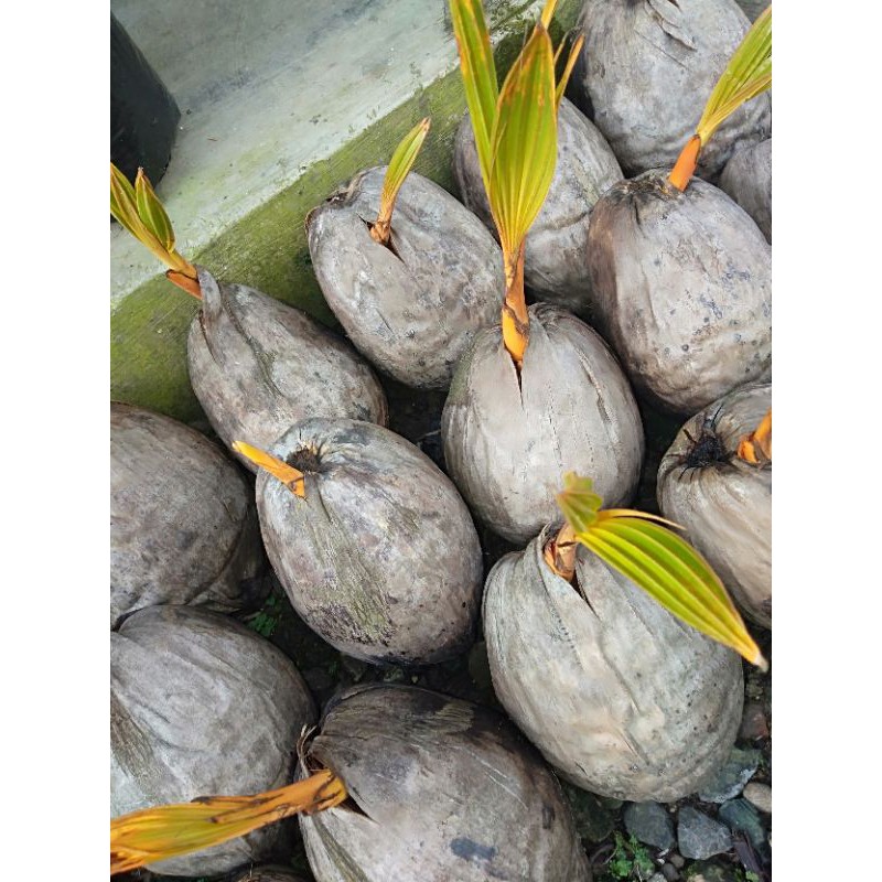 Bibit kelapa gading orange/ bahan bonsai berkualitas