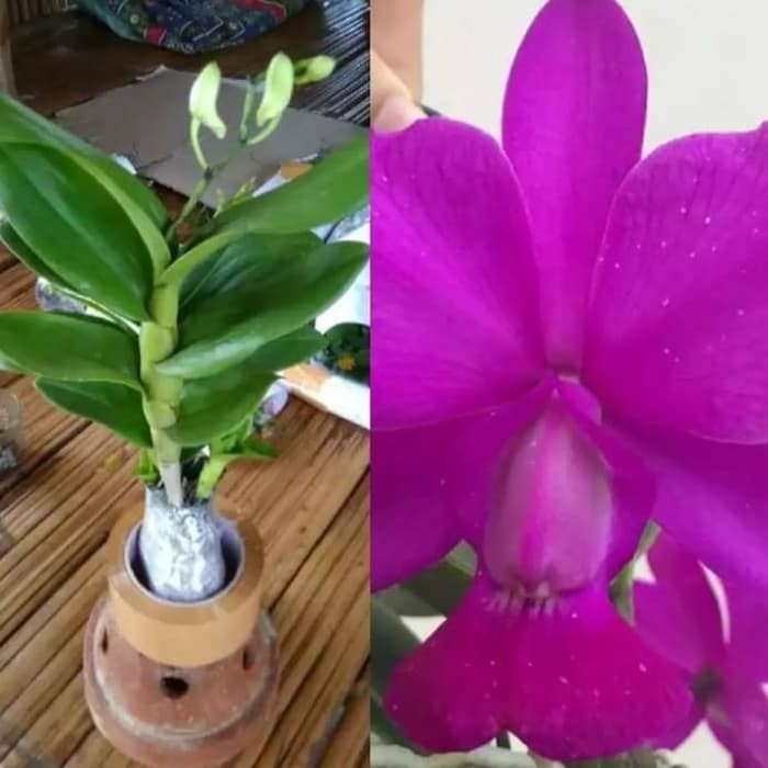 Paket 4 Anggrek Dendrobium Pink Ungu Putih Kuning