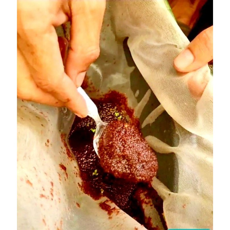 Daphnia Magna Kutu Air Raksasa DM