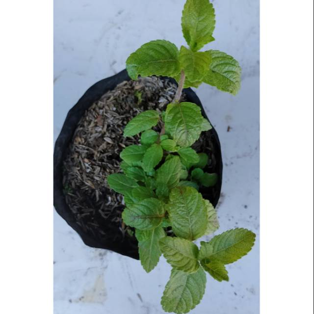 Tanaman cincau hitam