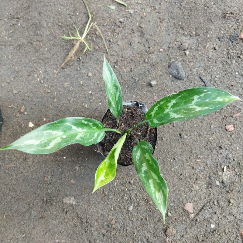 Tanaman hias sri rejeki army