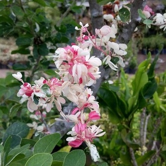 Bibit Tanaman Pohon Asam Belanda - Tanaman Hias Asem Londo - Bibit Bonsai - berbunga