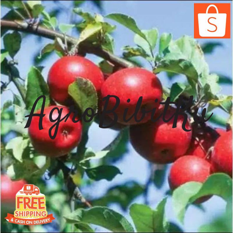 BIBIT APEL MERAH CANGKOK / APEL RED CANGKOK SUPER UNGGULAN