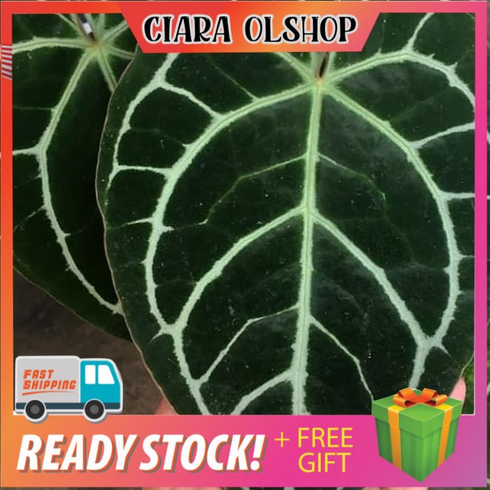 Tanaman Hias Kuping Gajah Daun Besar / Antorium Kuping Gajah jumbo