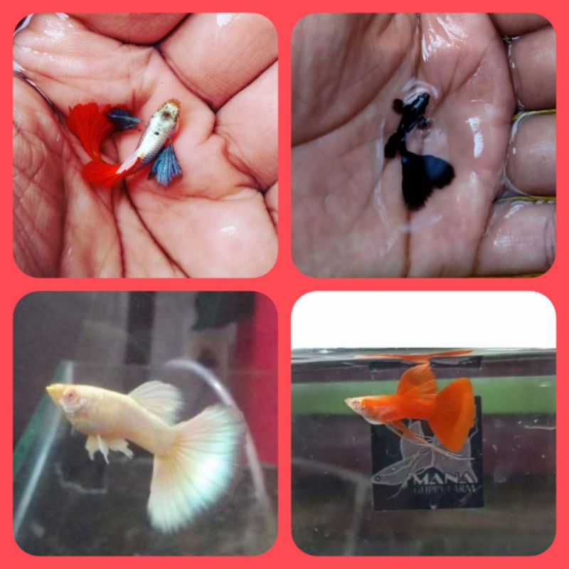 ikan guppy paket hemat 4 jenis