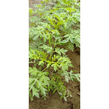 Bibit Kenikir ( Sayuran Organik)