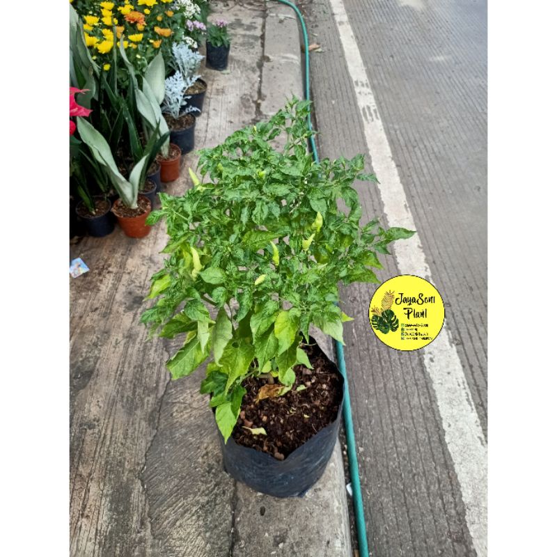 TANAMAN HIAS CABE RAWIT SETAN/POHON CABE RAWIT MERAH