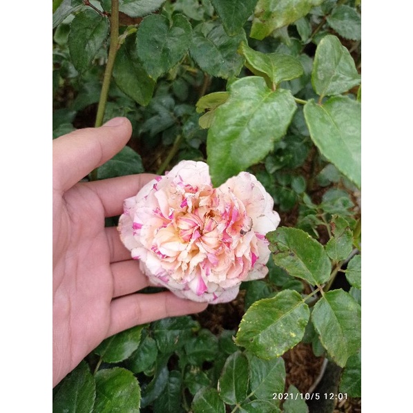 Bunga Mawar Import "Julie Andrieu"