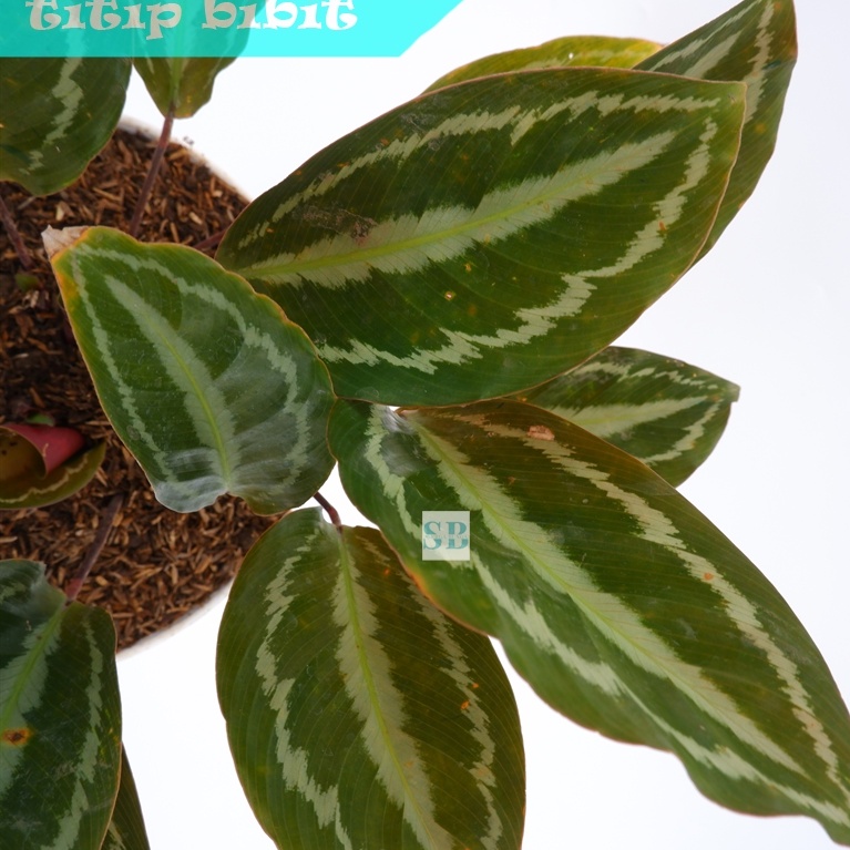 Bibit Tanaman Hias Calathea Silver Back BERGARANSI