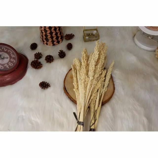 

[Murah] bunga cantel/ sorgum bunga gandum