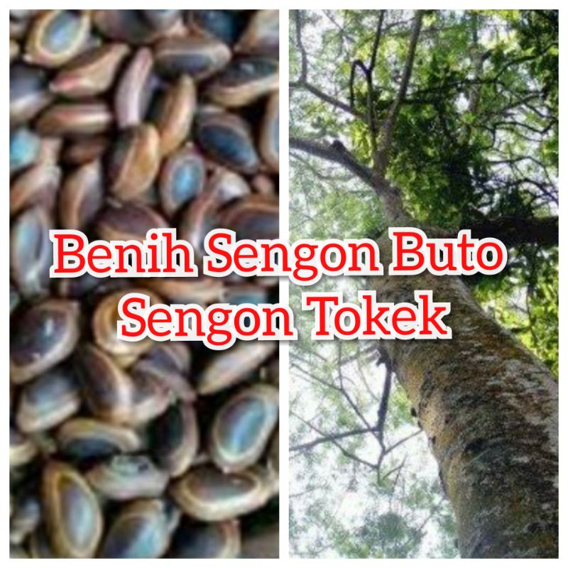 BIJI BENIH SENGON BUTO 10&20 GRAM
