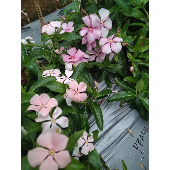 Benih Bibit Biji - Bunga Vinca Peach Tipe Juntai Rare Jenis Langka Flower Seeds - FRESH SEEDS