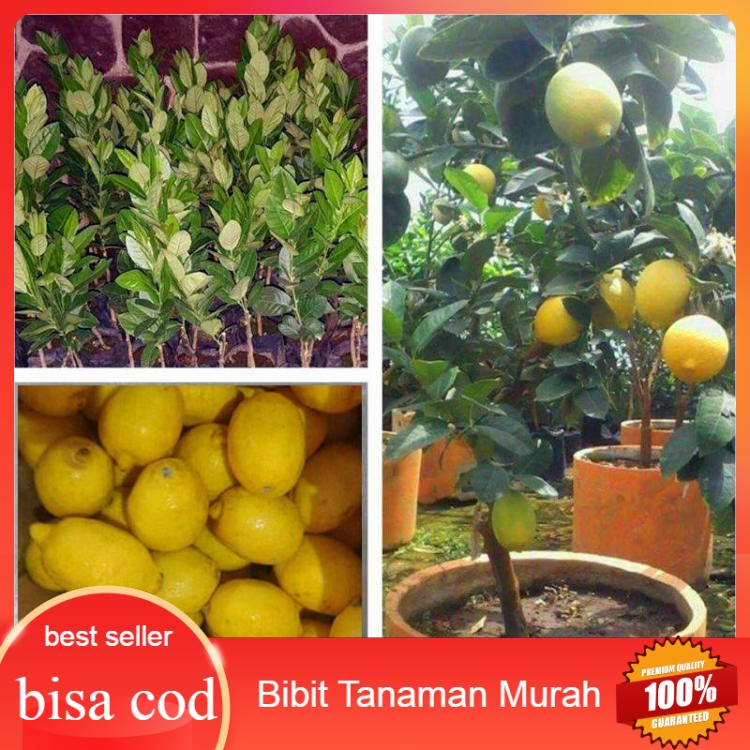 Bibit Lemon California - Lemon Amerika