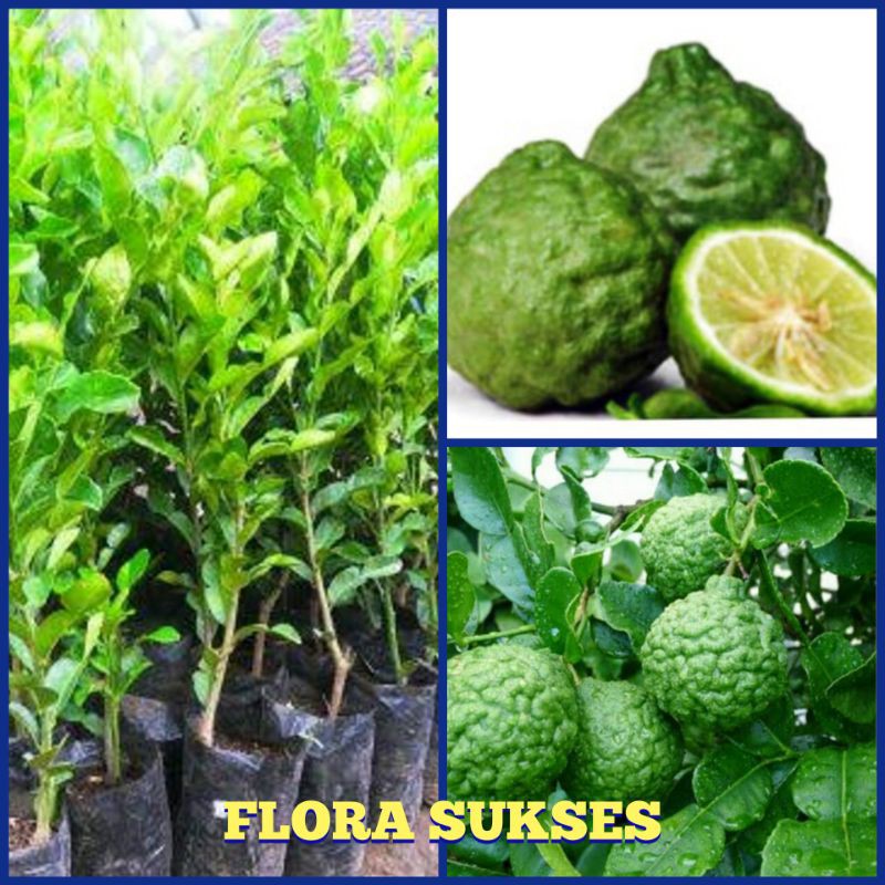 Bibit Tanaman Jeruk Purut / Hasil Okulasi Cepat Berbuah / Jeruk Untuk Masak Tinggi 40CM - 90CM