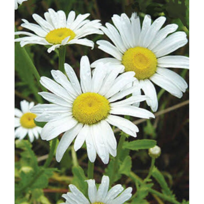 Biji Benih Bunga Krisan Shasta Daisy Alaska Chrysanthemum Shopee Indonesia