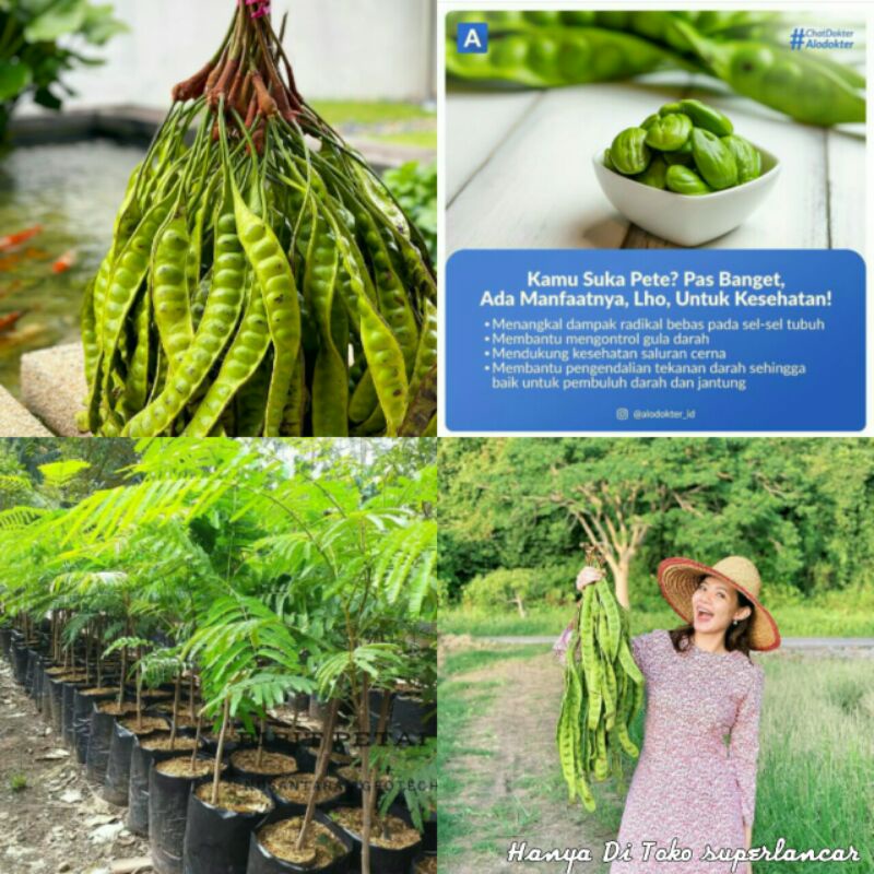 Bibit Pete / Petai Super Jumbo Terlaris